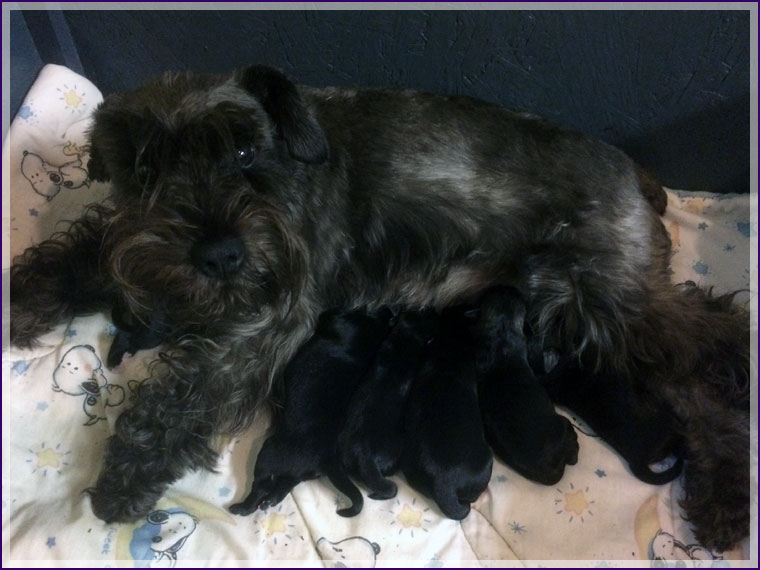 Mommy and her pups